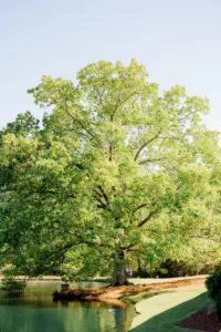 Joanna + Jeremy Oaks At Salem Wedding Details